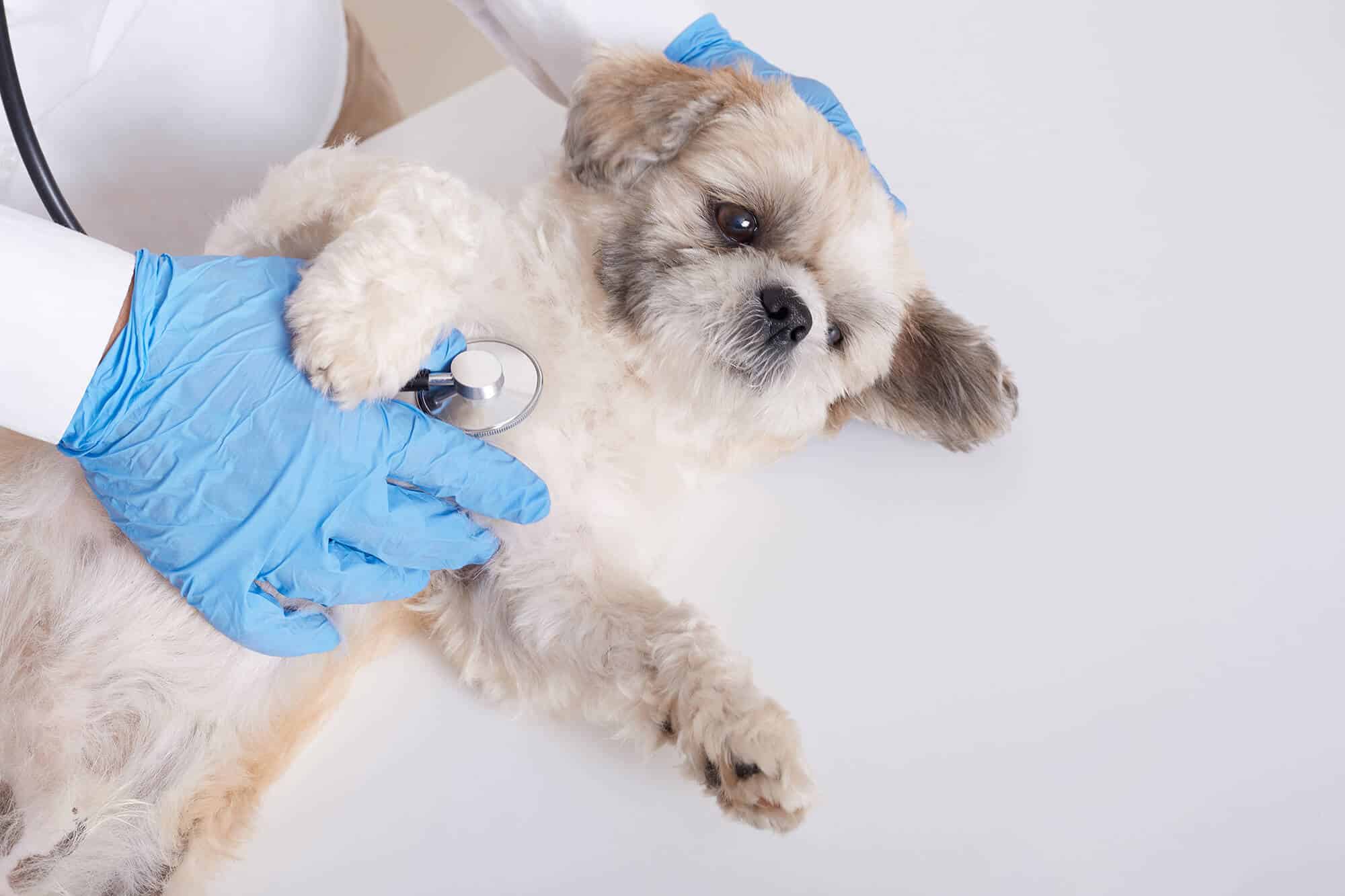 faceless-veterinarian-examining-pekinese-dog-with-stethoscope.jpg